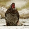 Lachtan novozelandsky - Phocarctos hookeri - New Zealand sea lion - whakahao 8746